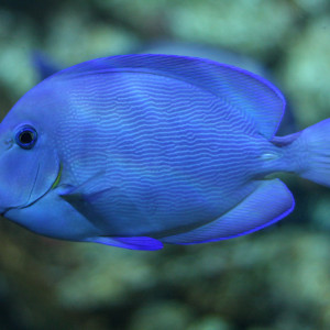 Acanthurus coeruleus