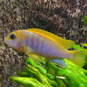 Labidochromis sp. "hongi" Hongi Island