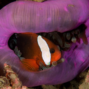 Amphiprion melanopus