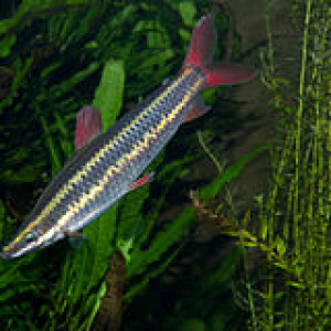 Anostomus anostomus