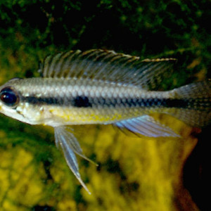 Apistogramma iniridae