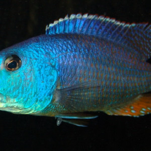 Aristochromis christyi