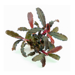 Bucephalandra sp. 'Red Scorpio'