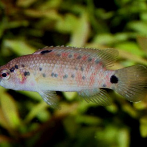 Badis assamensis