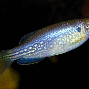 Danio dangila