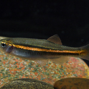 Danio jaintianensis