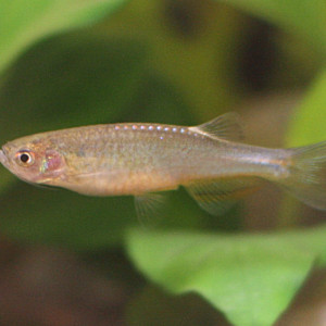 Danio roseus