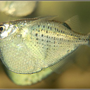 Gasteropelecus maculatus