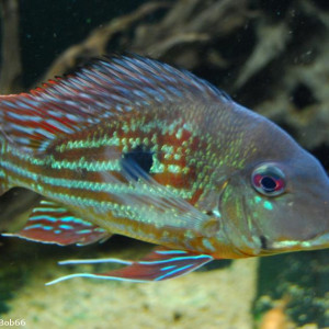 Geophagus winemilleri 