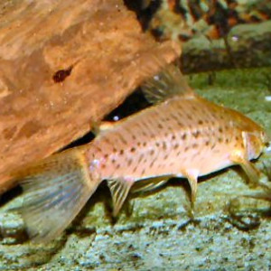 hoplosternum thoracatum - poisson-chat cuirassé - Aquaplante