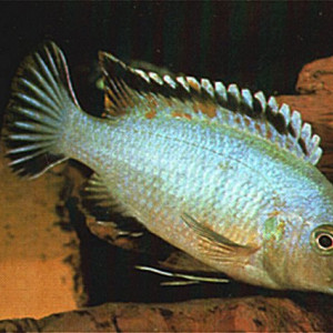 Labidochromis lividus