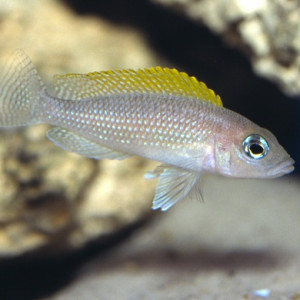 Neolamprologus caudopunctatus