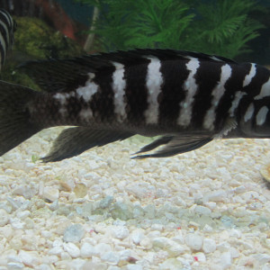 Neolamprologus cylindricus