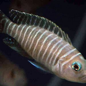 Neolamprologus signatus