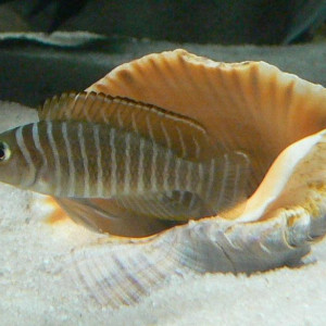 Neolamprologus similis