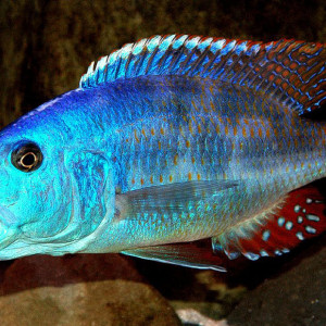 Nimbochromis fuscotaeniatus