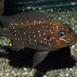 Petrochromis trewavasae