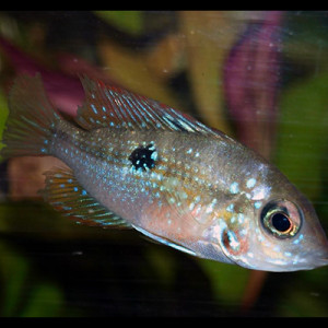 Thorichthys maculipinnis