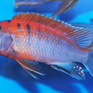 ZZ Labidochromis "Hongi Red Top"