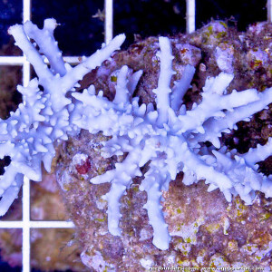 Anacropora puertogalerae