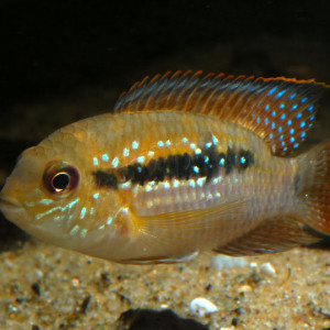 Aequidens coeruleopunctatus