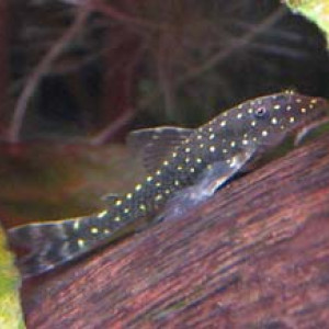 Parotocinclus haroldoi