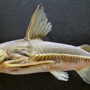 Poisson Opsodoras Stuebelii (opsodoras Stuebelii ) : Fiche Complète ...