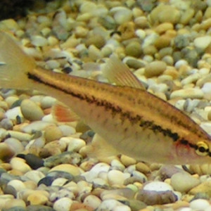 Puntius pleurotaenia