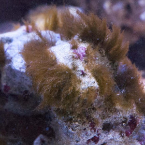 Algues brunes dans l'aquarium ? Ma stratégie