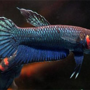 Betta foerschi