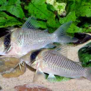 Corydoras spilurus