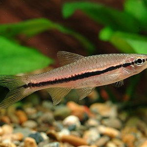 Rasbora einthovenii