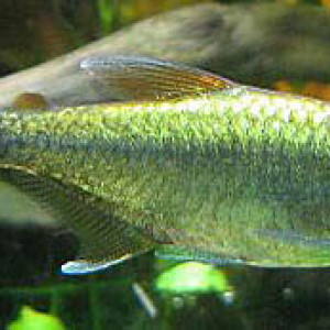 Hyphessobrycon eos