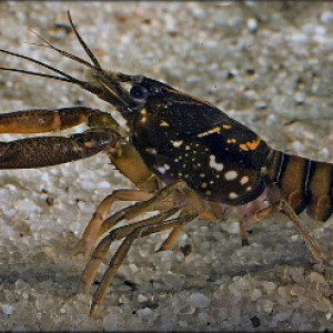 Procambarus pictus