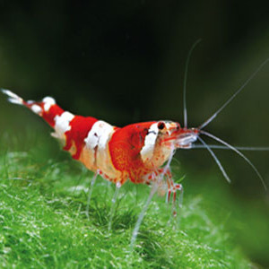 Caridina sp. crystal red