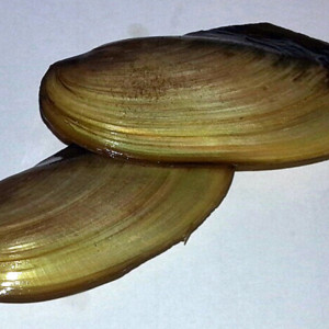 Pilsbryoconcha exilis