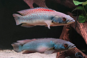 Crenicichla Rosemarie