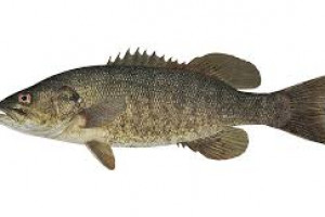 Micropterus dolomieu