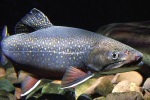 Salvelinus fontinalis