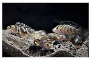 Neamprologus similis