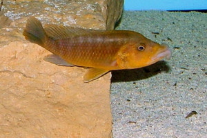 Melanochromis labrosus