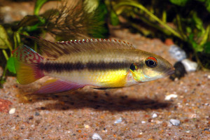 Pelvicachromis humilis