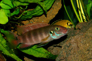 Pelvicachromis rubrolabiatus