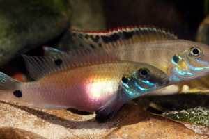 Pelvicachromis signatus