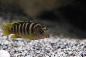 ZZ Labidochromis sp. perlmutt
