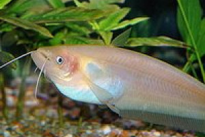 Silure de verre • Kryptopterus vitreolus • Fiche poissons