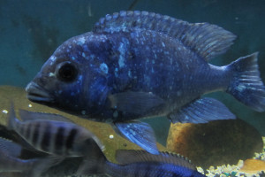 ZZ placidochromis sp phenochilius tanzania