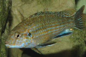 Labidochromis maculicauda